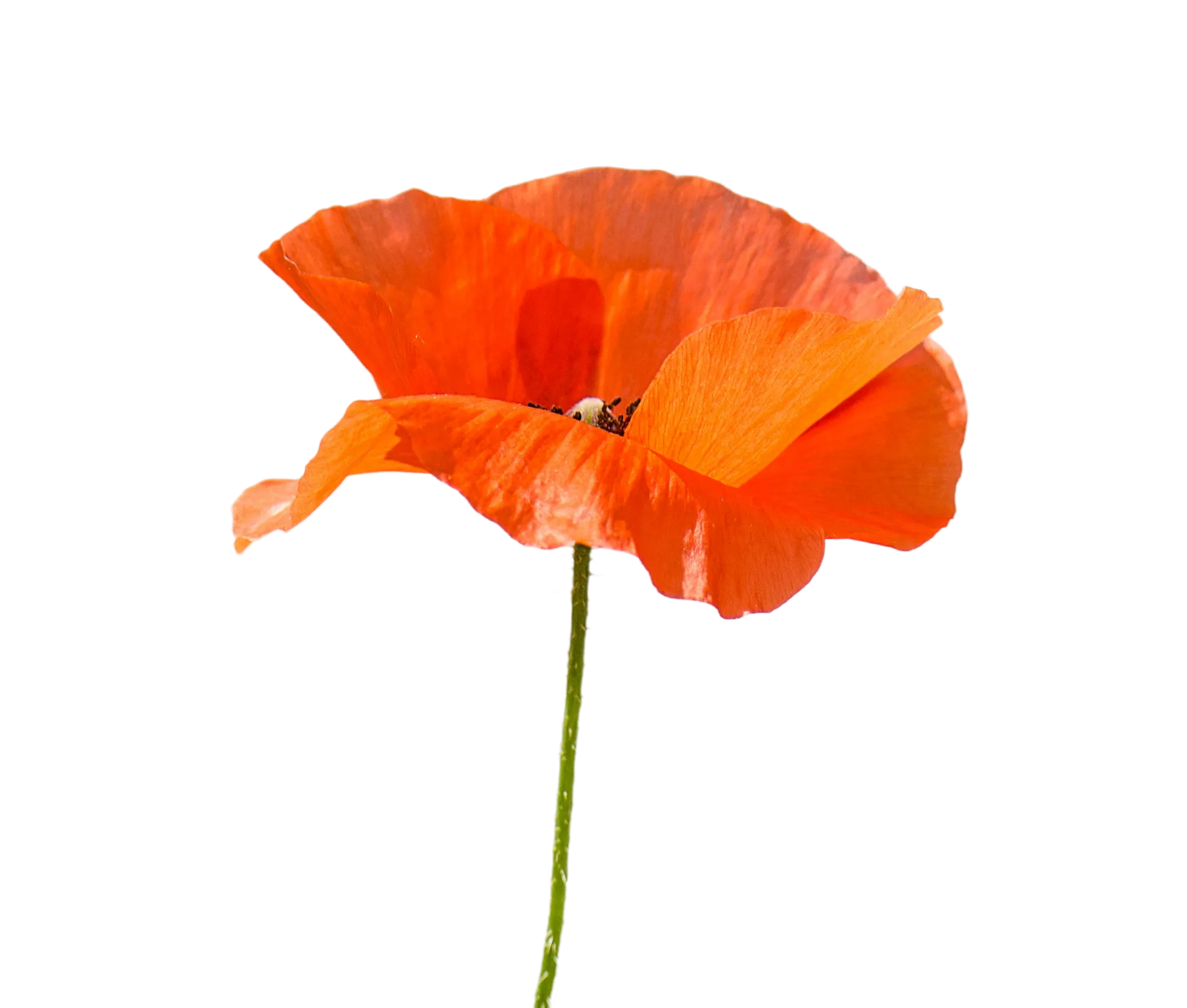 Poppy flower