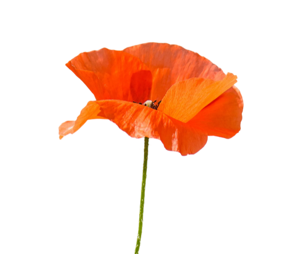 Poppy flower